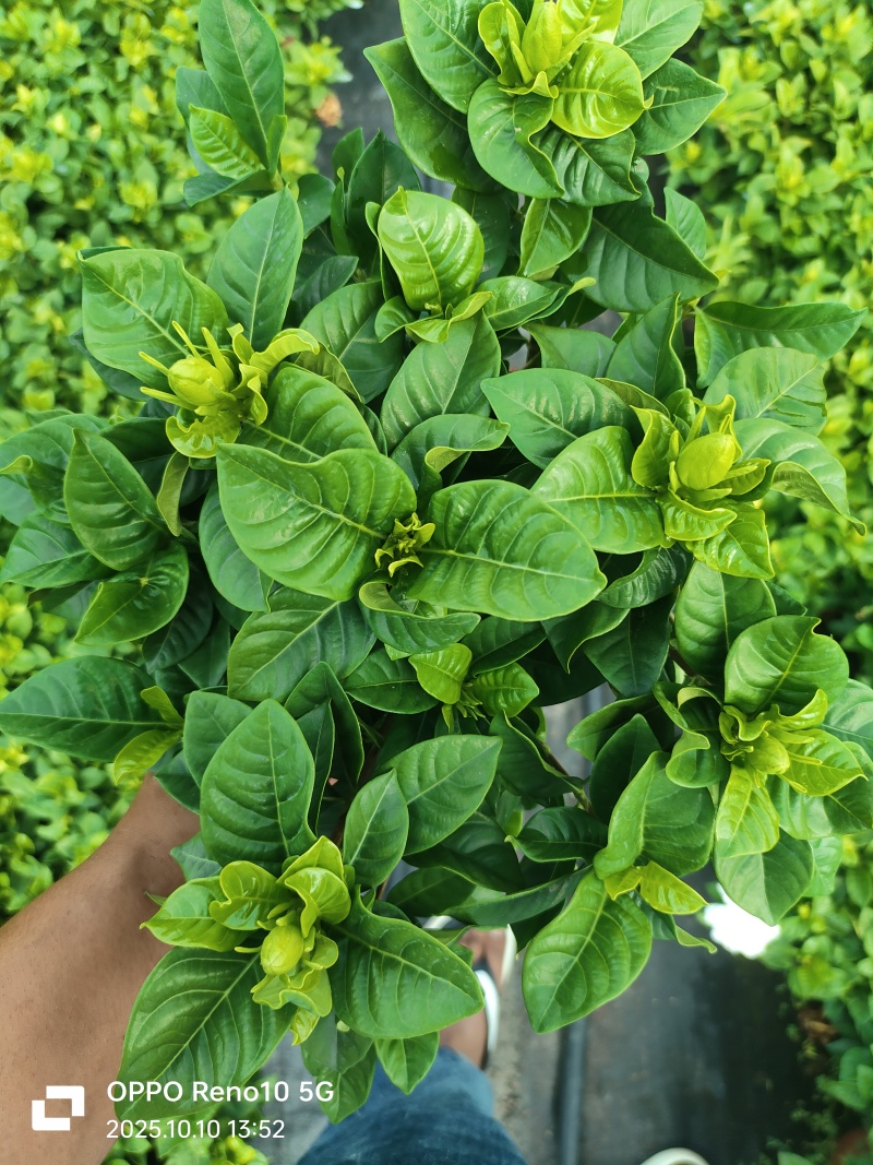 桅子花160