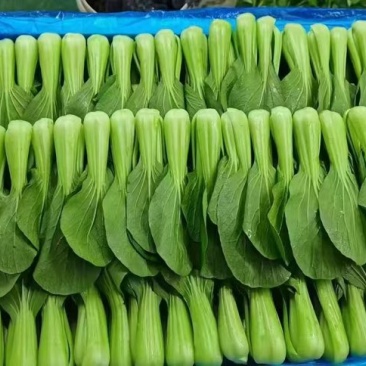 山东曹县油菜，上海青，长期供应链欢迎咨询