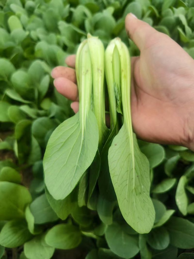 山东曹县油菜，上海青，长期供应链欢迎咨询