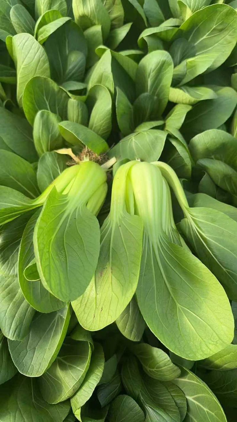 山东曹县油菜，上海青，长期供应链欢迎咨询