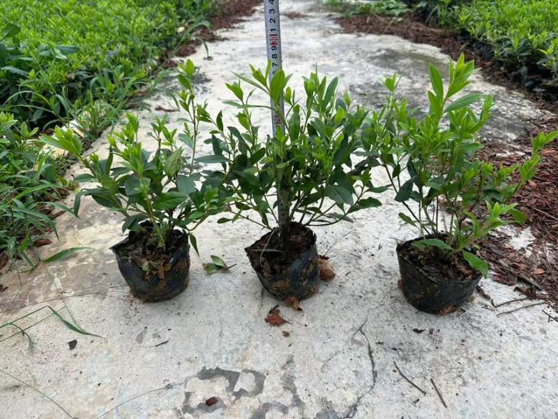 毛杜鹃20-100高，基地直销，一手货源，各种规格，大量现货