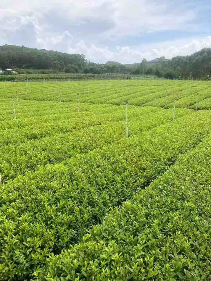 毛杜鹃20-100高，基地直销，一手货源，各种规格，大量现货