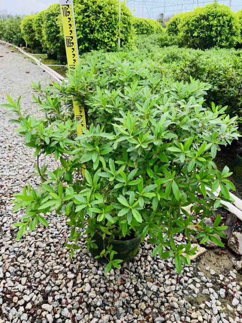 毛杜鹃20-100高，基地直销，一手货源，各种规格，大量现货