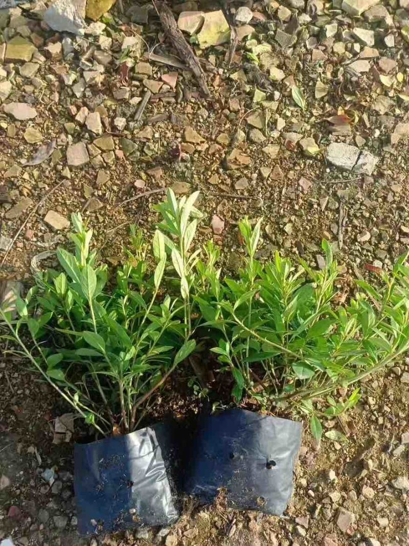 毛杜鹃20-100高，基地直销，一手货源，各种规格，大量现货