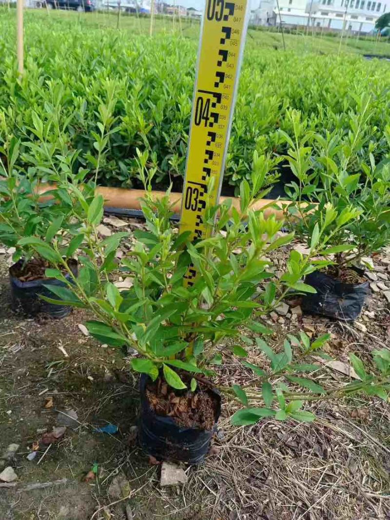 毛杜鹃20-100高，基地直销，一手货源，各种规格，大量现货