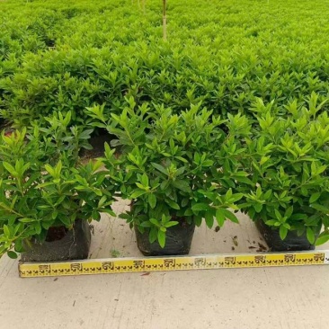 毛杜娟20-100高，基地直销，一手货源，大量低价出售