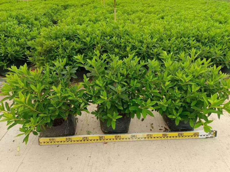 毛杜娟20-100高，基地直销，一手货源，大量低价出售