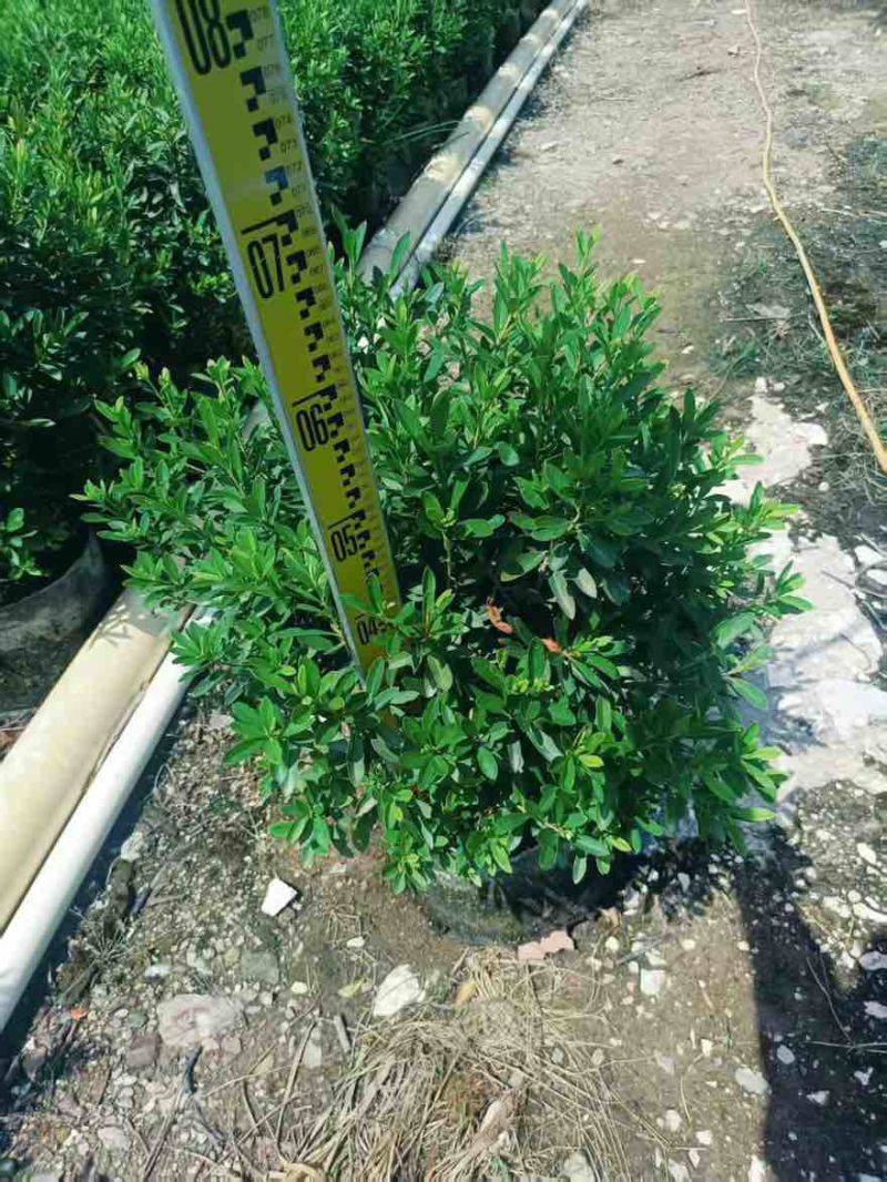 毛杜娟20-100高，基地直销，一手货源，大量低价出售