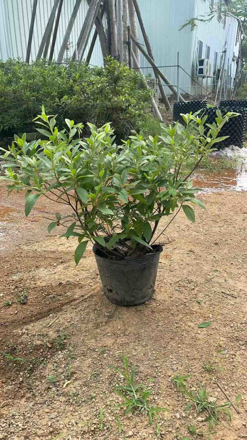 毛杜娟20-100高，基地直销，一手货源，大量低价出售