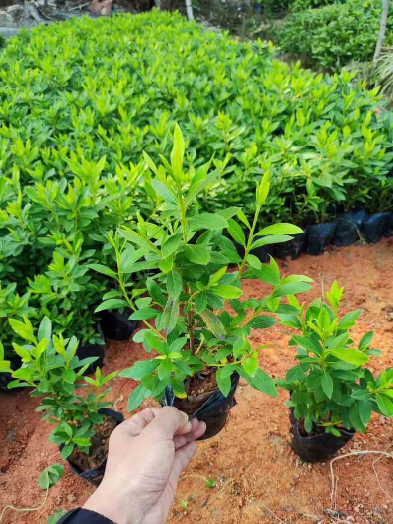 毛杜娟20-100高，基地直销，一手货源，大量低价出售