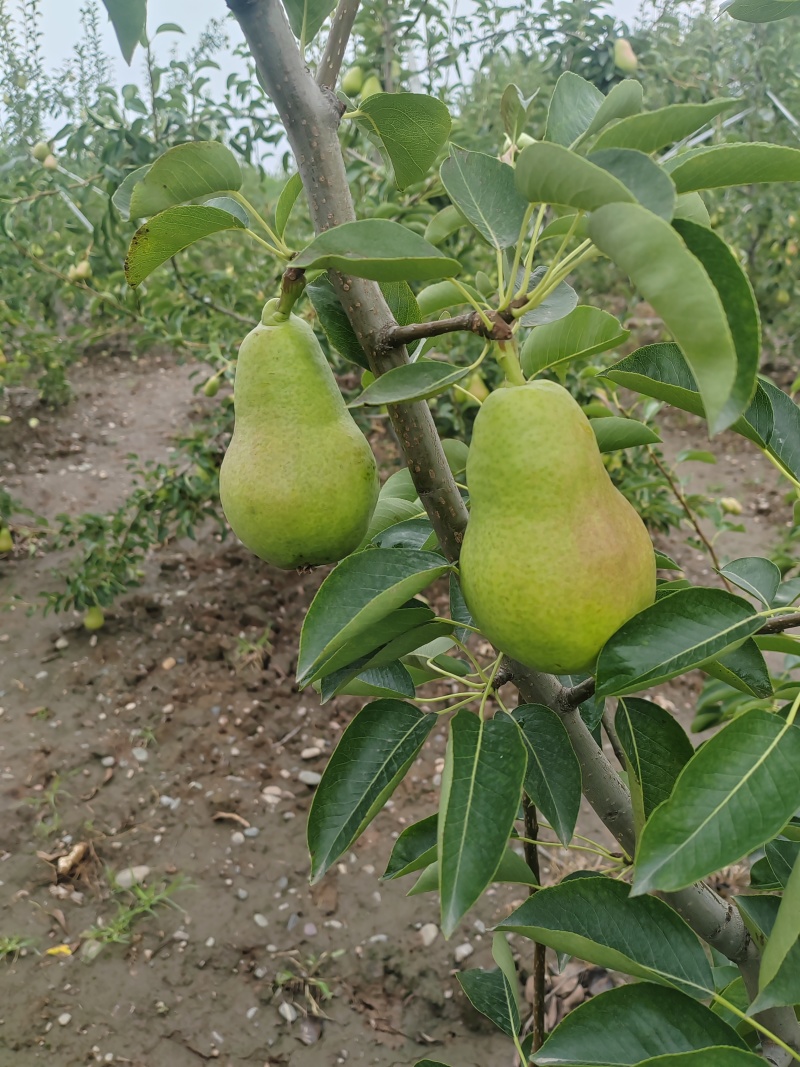 香蕉梨