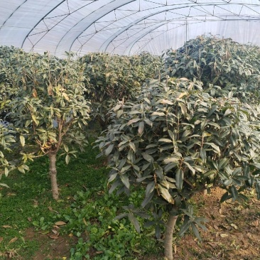 15年高杆金桂100棵，