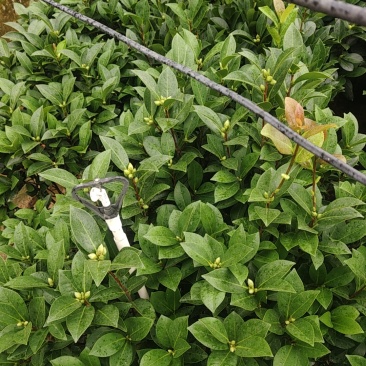 四季茶花