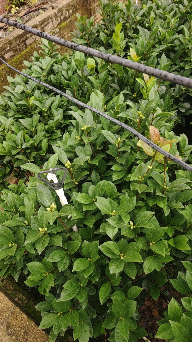 四季茶花