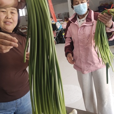邯郸大名张集乡蒜苔
