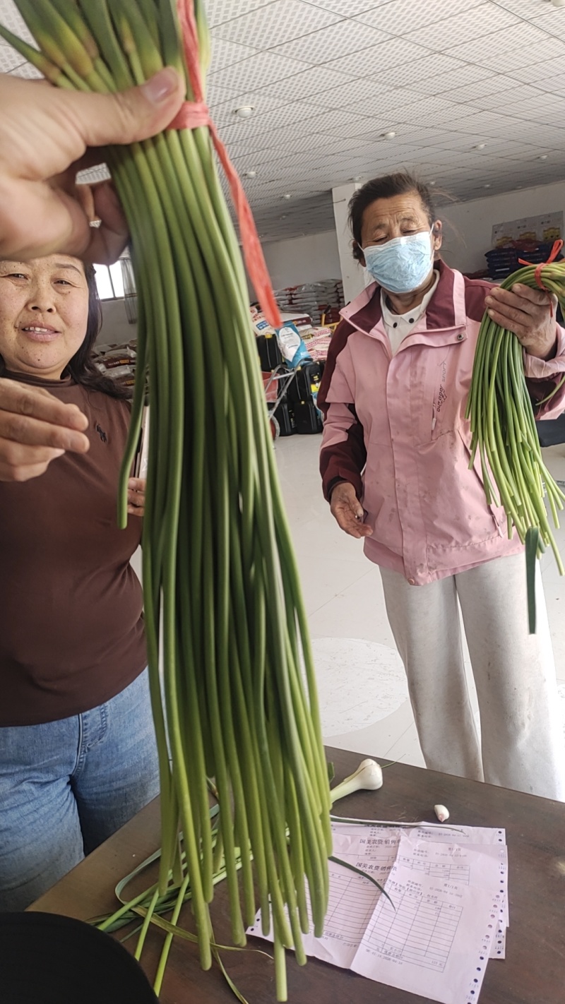 邯郸大名张集乡蒜苔