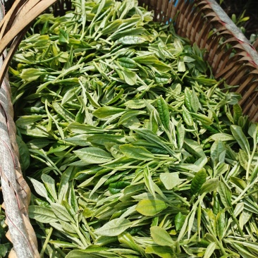 贵州茶叶