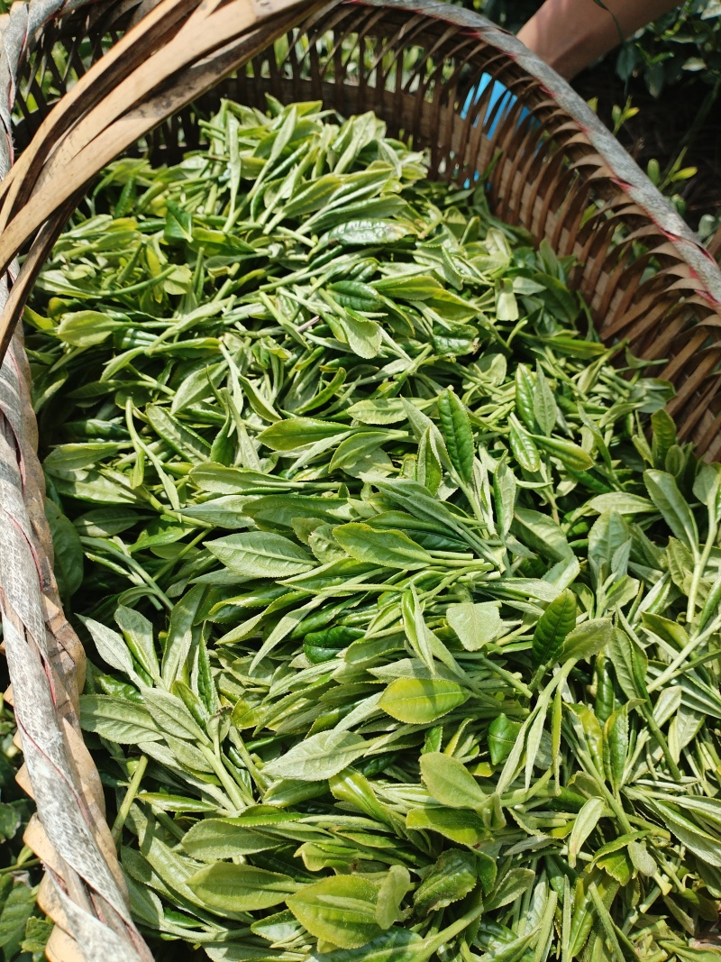 贵州茶叶