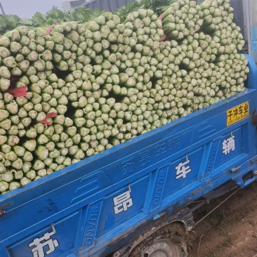 菠菜，芹菜，生菜，香菜，甘蓝，大白菜，长豆角，茴香，