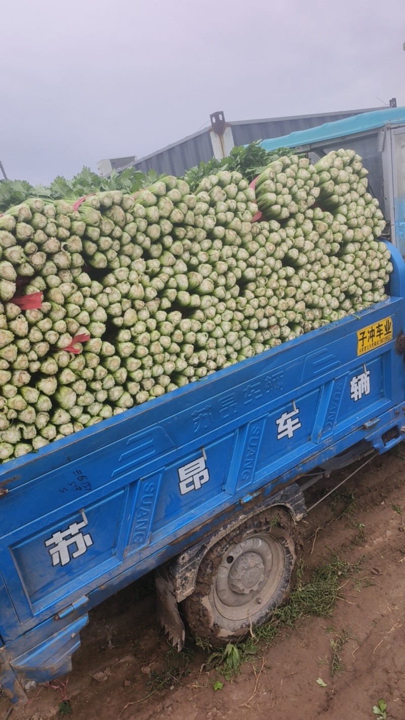 菠菜，芹菜，生菜，香菜，甘蓝，大白菜，长豆角，茴香，