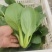 菠菜，芹菜，生菜，香菜，甘蓝，大白菜，长豆角，茴香，