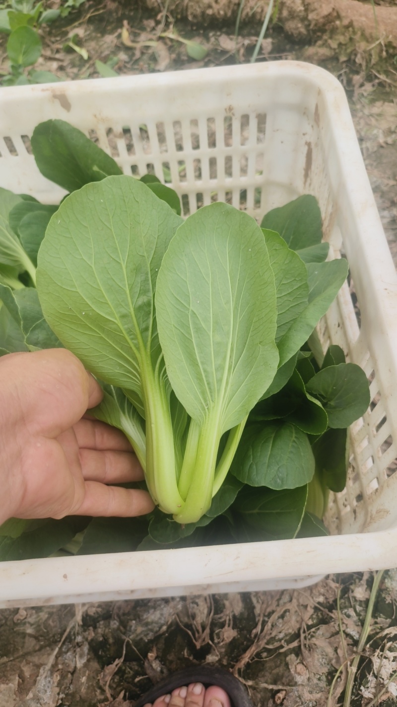 菠菜，芹菜，生菜，香菜，甘蓝，大白菜，长豆角，茴香，