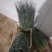 菠菜，芹菜，生菜，香菜，甘蓝，大白菜，长豆角，茴香，