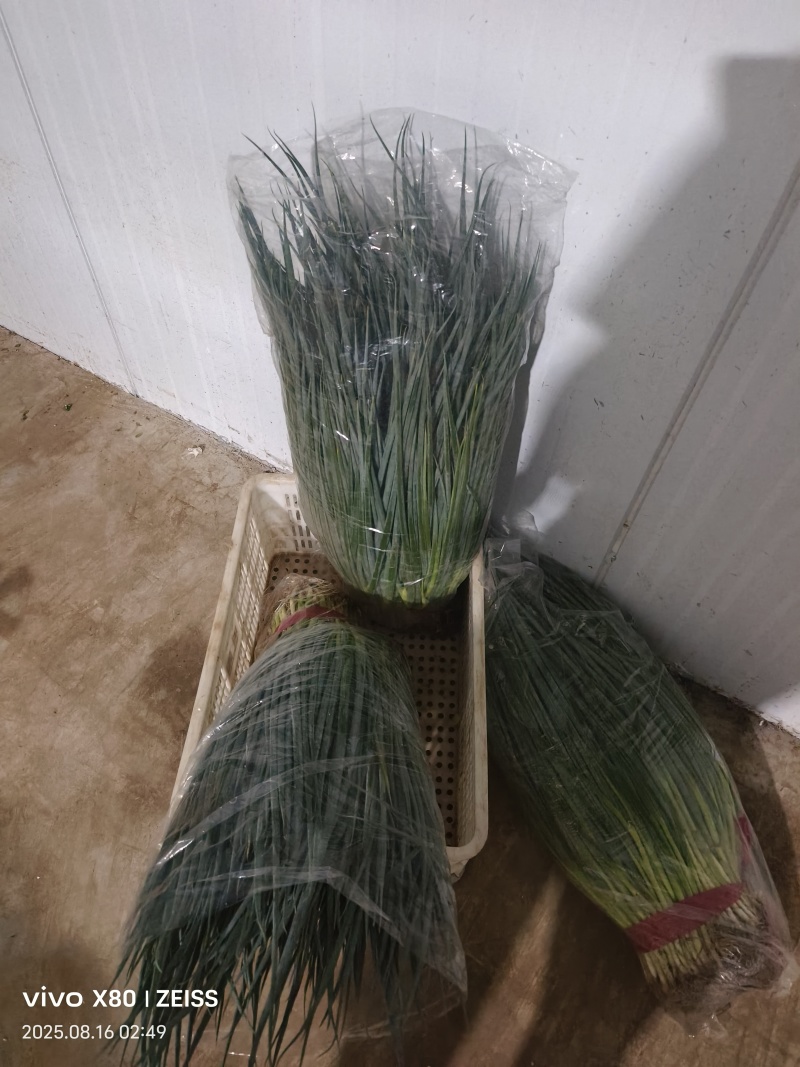 菠菜，芹菜，生菜，香菜，甘蓝，大白菜，长豆角，茴香，