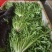 菠菜，芹菜，生菜，香菜，甘蓝，大白菜，长豆角，茴香，