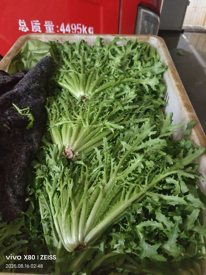 菠菜，芹菜，生菜，香菜，甘蓝，大白菜，长豆角，茴香，
