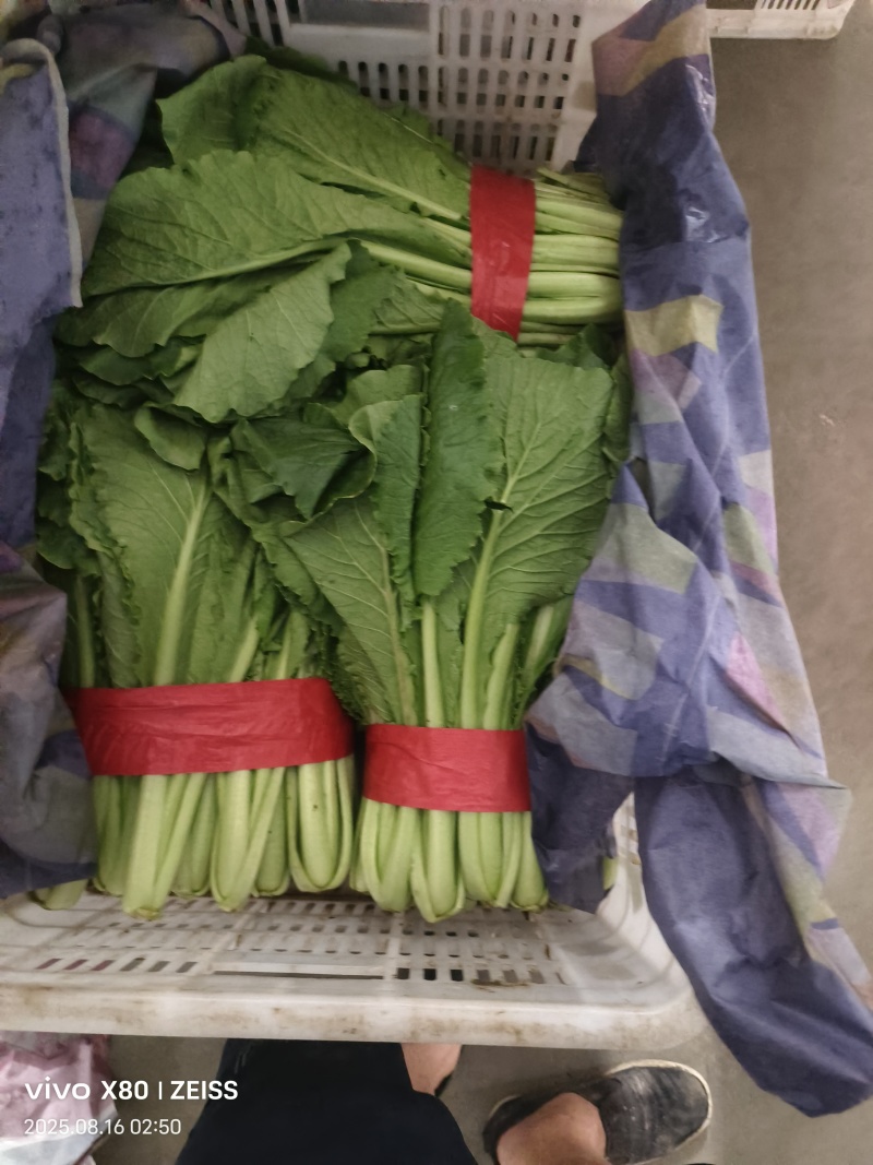 菠菜，芹菜，生菜，香菜，甘蓝，大白菜，长豆角，茴香，