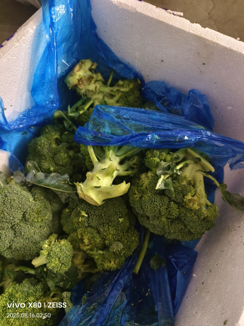 菠菜，芹菜，生菜，香菜，甘蓝，大白菜，长豆角，茴香，
