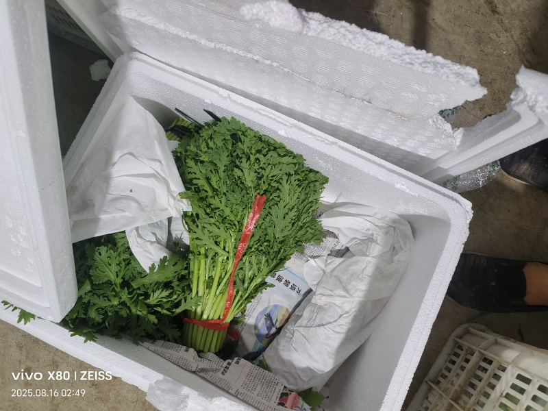菠菜，芹菜，生菜，香菜，甘蓝，大白菜，长豆角，茴香，