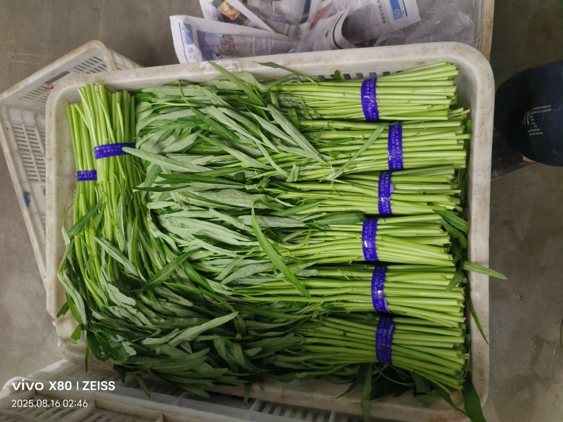 菠菜，芹菜，生菜，香菜，甘蓝，大白菜，长豆角，茴香，