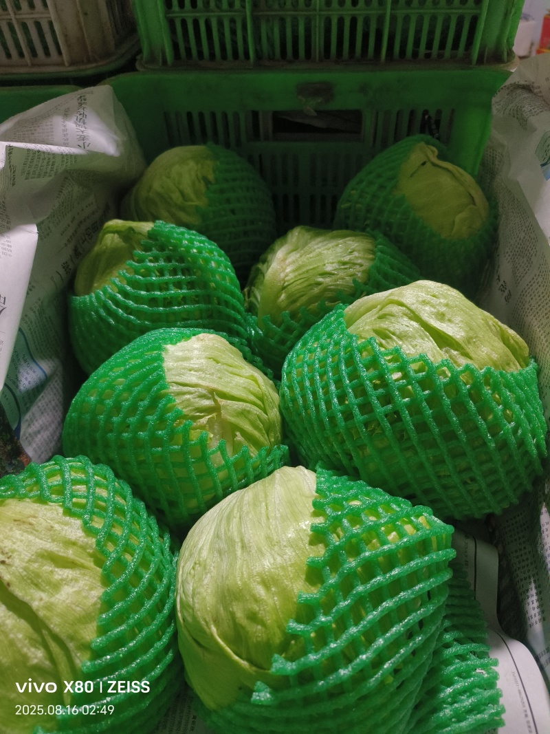 菠菜，芹菜，生菜，香菜，甘蓝，大白菜，长豆角，茴香，