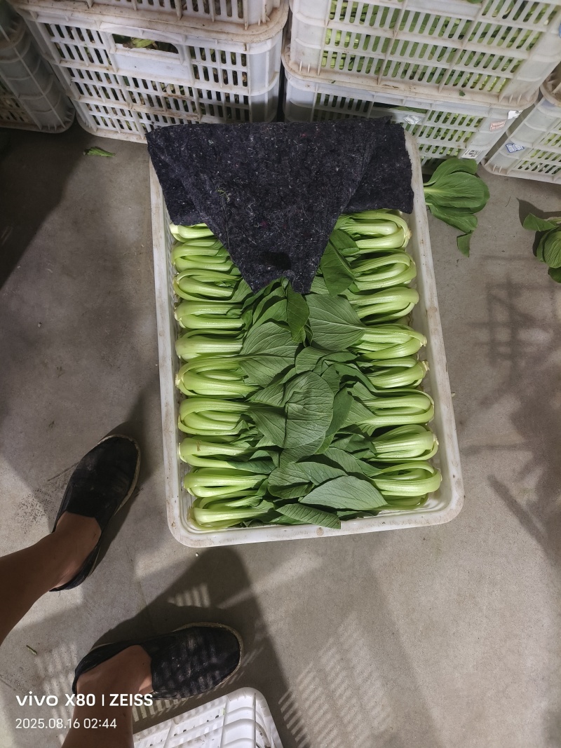 菠菜，芹菜，生菜，香菜，甘蓝，大白菜，长豆角，茴香，