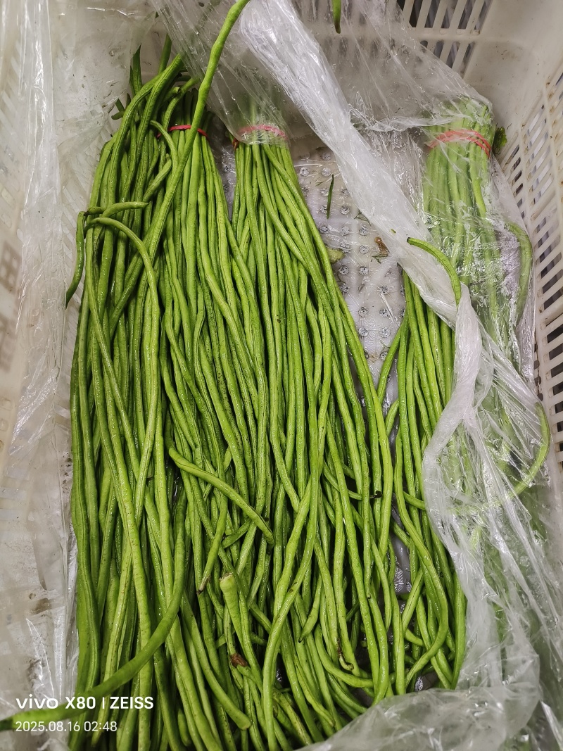 菠菜，芹菜，生菜，香菜，甘蓝，大白菜，长豆角，茴香，
