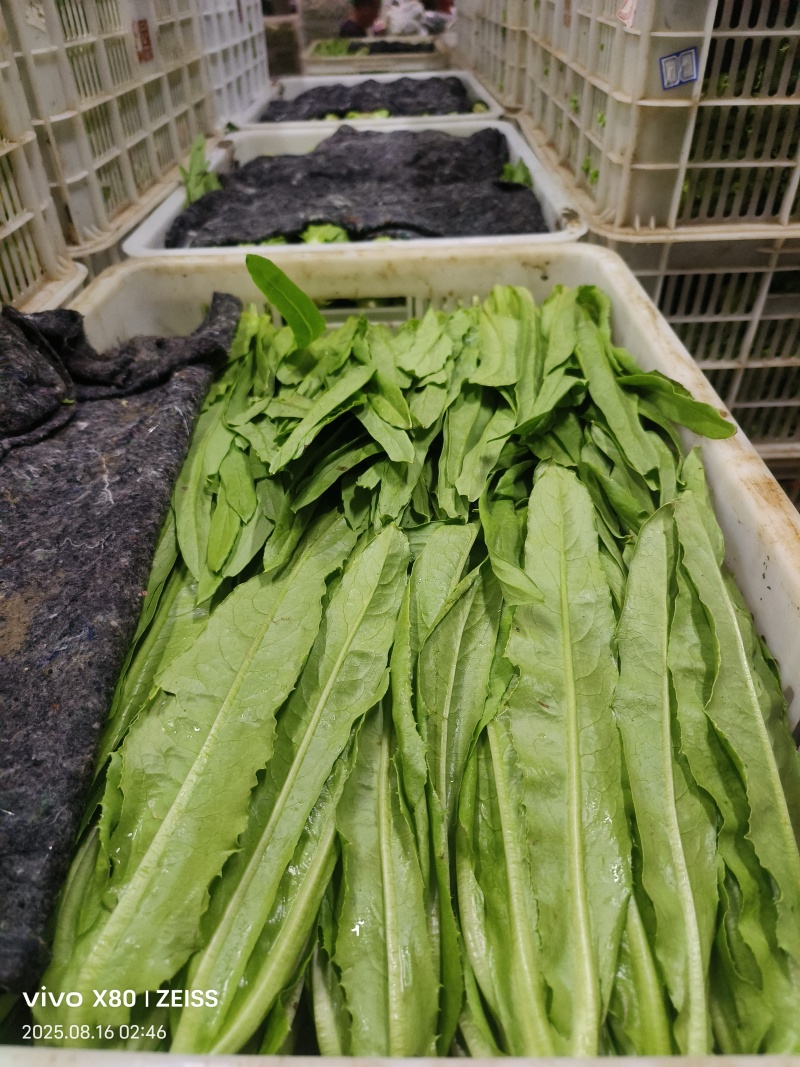 菠菜，芹菜，生菜，香菜，甘蓝，大白菜，长豆角，茴香，