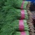 菠菜，芹菜，生菜，香菜，甘蓝，大白菜，长豆角，茴香，