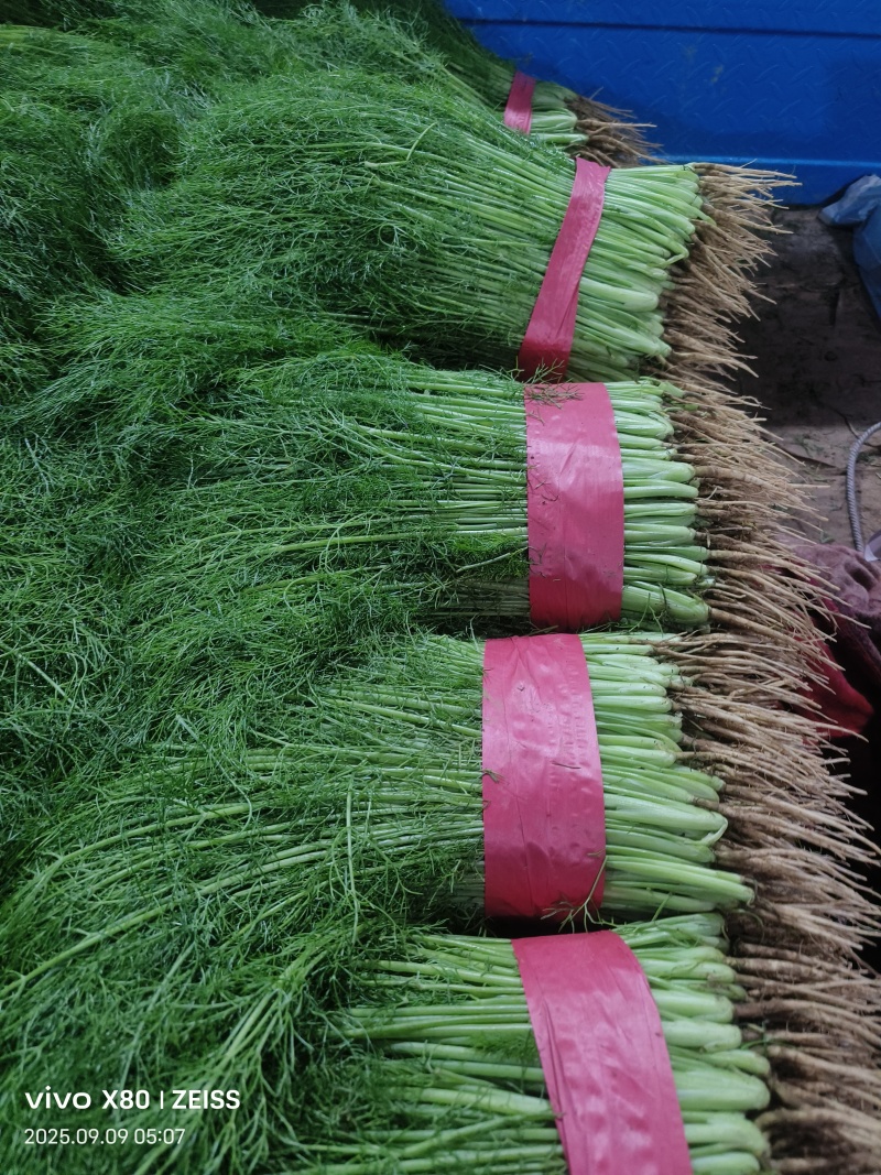 菠菜，芹菜，生菜，香菜，甘蓝，大白菜，长豆角，茴香，