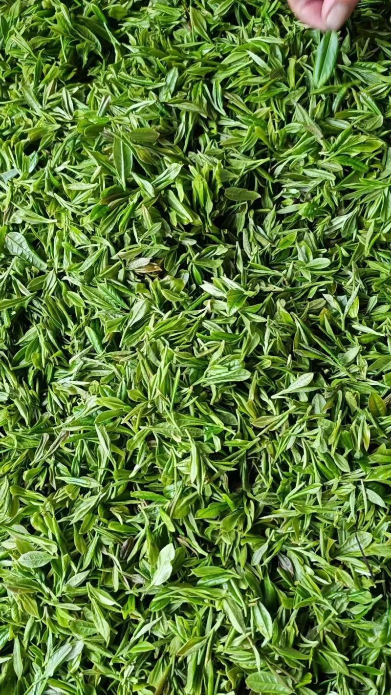 庐山云雾茶
