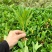非洲茉莉地苗15-25，基地直销，一手货源，大量低价出售