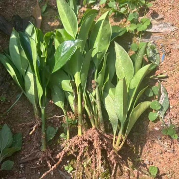 非洲茉莉地苗15-25，基地直销，一手货源，大量低价出售