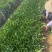 非洲茉莉地苗15-25，基地直销，一手货源，大量低价出售