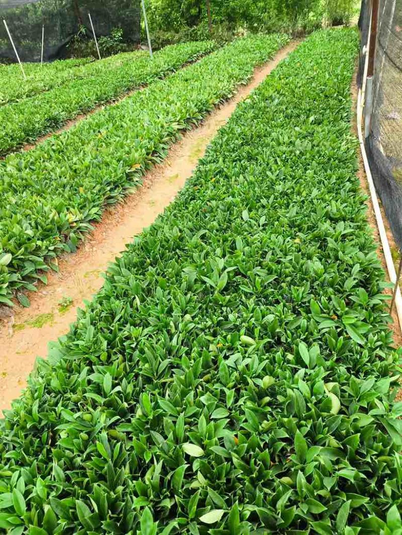 非洲茉莉地苗15-25，基地直销，一手货源，大量低价出售