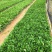非洲茉莉15-25高，基地直销，一手货源，各种规格，大量出售