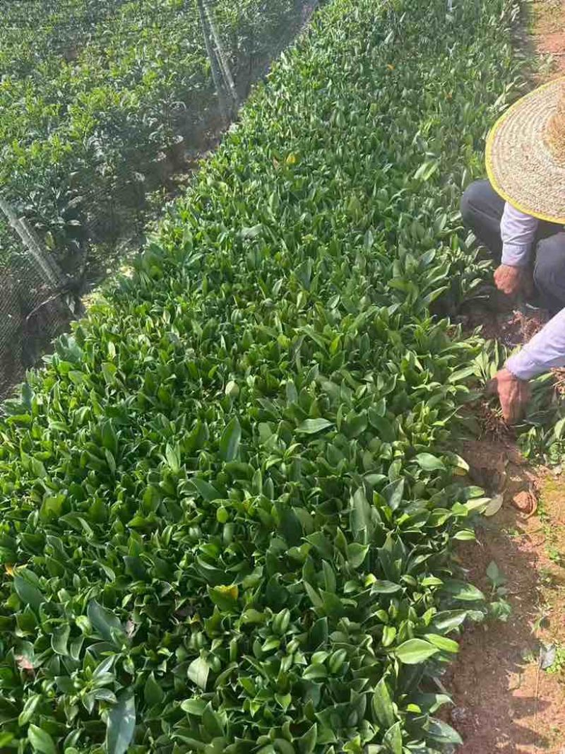非洲茉莉15-25高，基地直销，一手货源，各种规格，大量出售