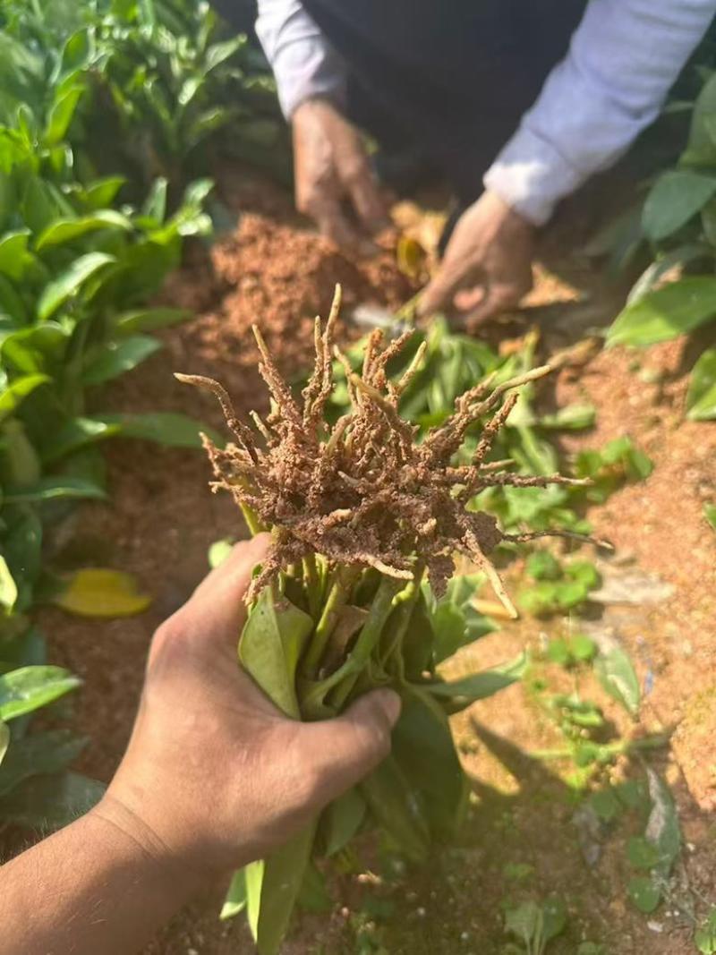 非洲茉莉15-25高，基地直销，一手货源，各种规格，大量出售