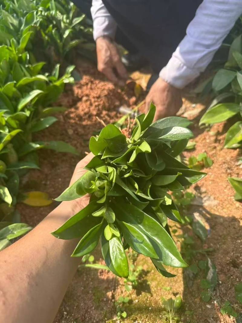 非洲茉莉15-25高，基地直销，一手货源，各种规格，大量出售