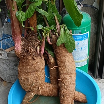 商陆